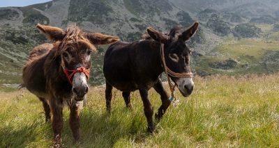 Recognising equine individuality improves welfare, study finds